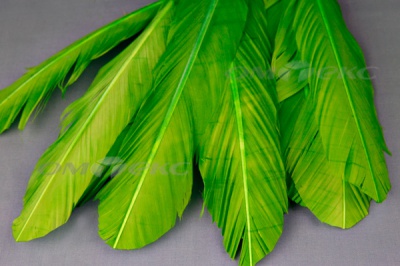 Декоративный Пучок из перьев, перо 24см/зеленый - купить в Арзамасе. Цена: 12.19 руб.